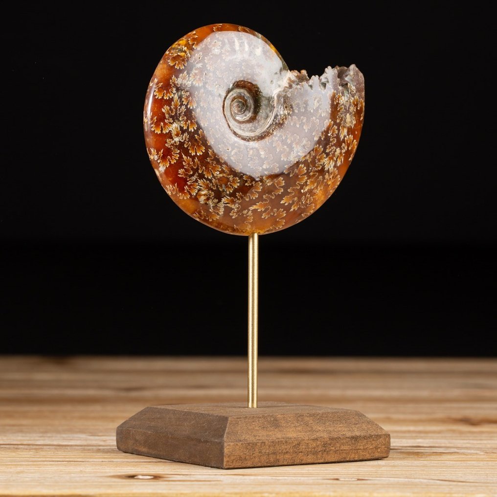 Ammonite on Custom Pedestal - Cleoniceras sp. - Fossil fragment - 167 mm - 104 mm #2.1