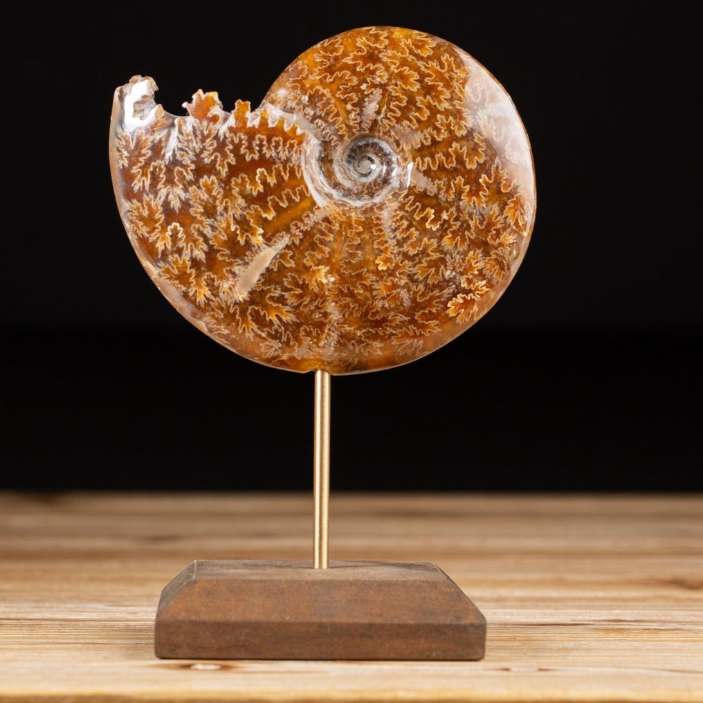 Ammonite on Custom Pedestal - Cleoniceras sp. - Απολιθωμένα τμήματα - 155 mm - 107 mm #2.1