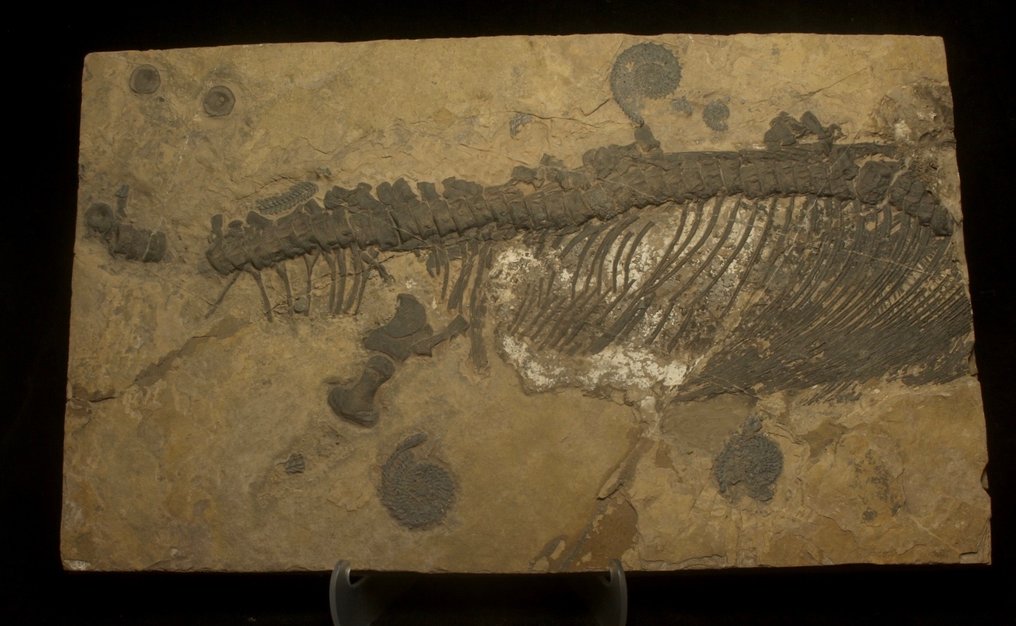 Meeresreptil - Tierfossil - Mixosaurus - 43 cm - 25 cm #2.1