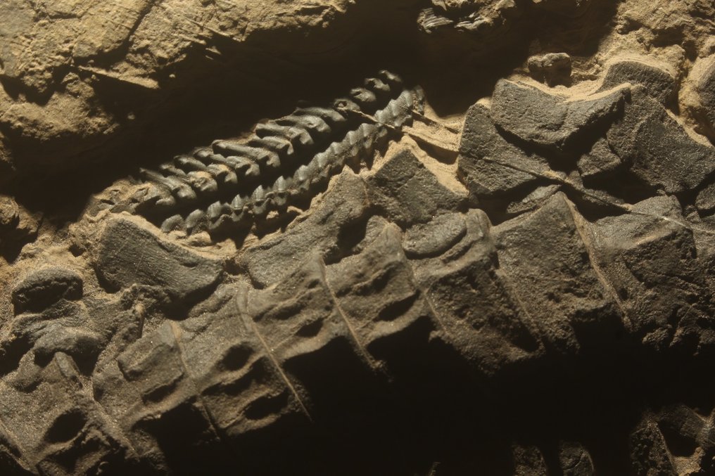 Reptilă marină - Animale fosilizate - Mixosaurus - 43 cm - 25 cm #3.2