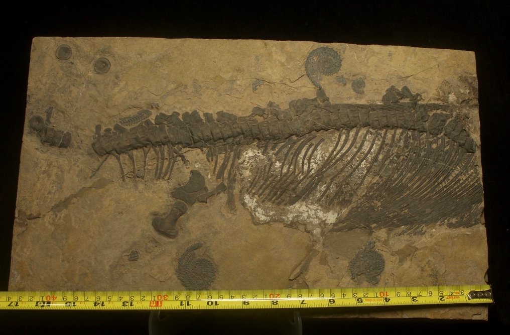 Marine krybdyr - Forstenet dyr - Mixosaurus - 43 cm - 25 cm #2.2