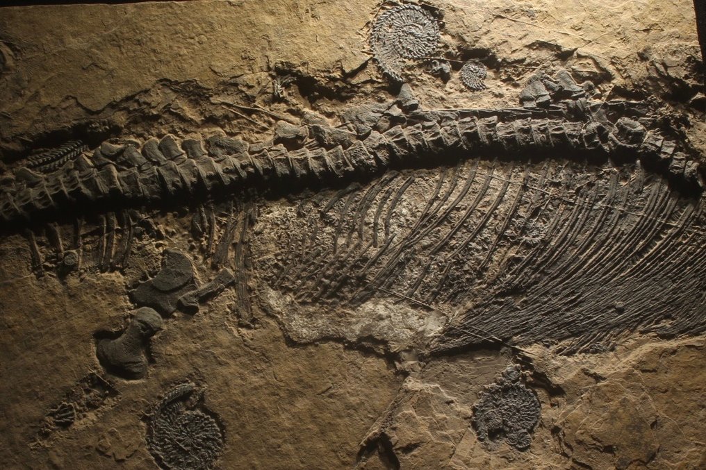 Reptilă marină - Animale fosilizate - Mixosaurus - 43 cm - 25 cm #3.1