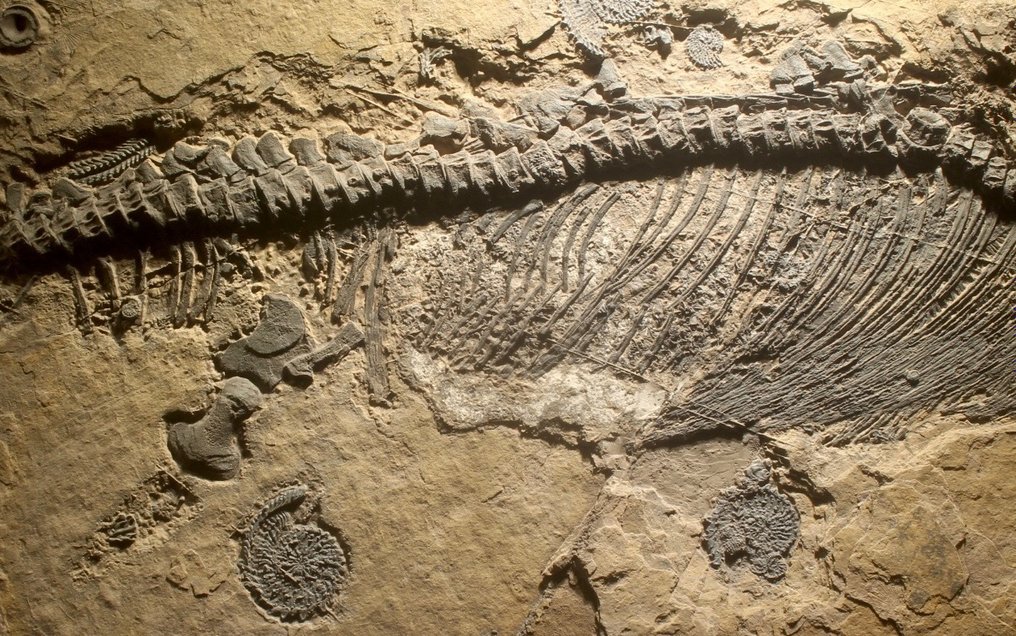 Reptilă marină - Animale fosilizate - Mixosaurus - 43 cm - 25 cm #1.1
