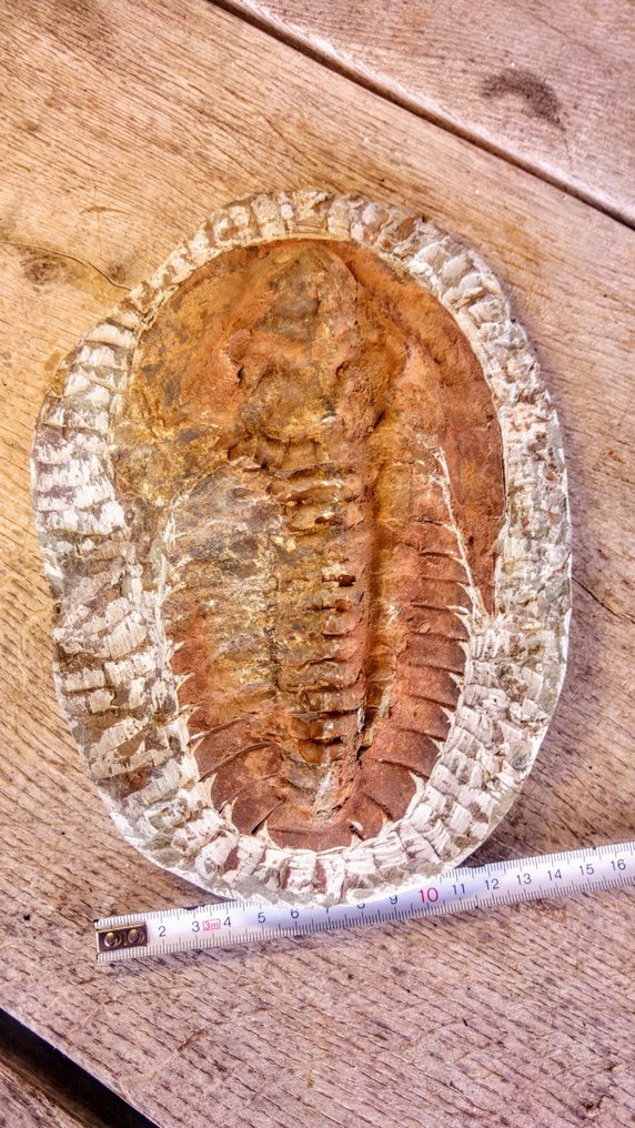 Trilobit - Fossiliserat djur - Cambropallas - 23 cm - 16 cm #3.2