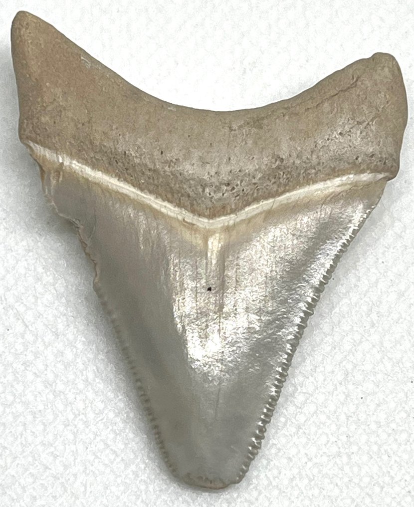 Megalodon - Dente fóssil - Carcharocles megalodon #2.1
