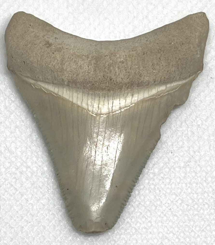 Megalodon - Dente fóssil - Carcharocles megalodon #1.1