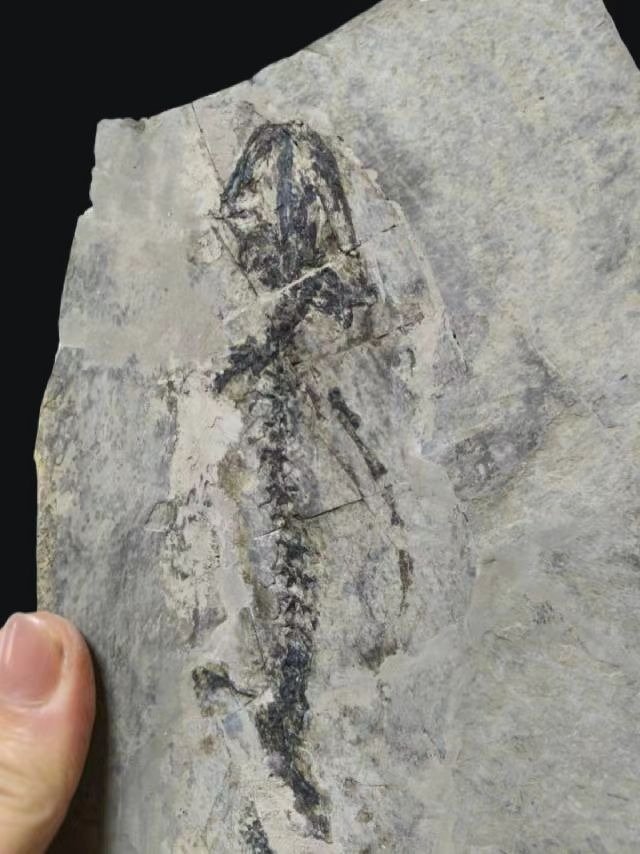 Kivettynyt eläin - Exquisite and true salamandridae fossil -Marmorerpeton-Jurassic - 28 cm - 16 cm (Ei pohjahintaa) #1.0