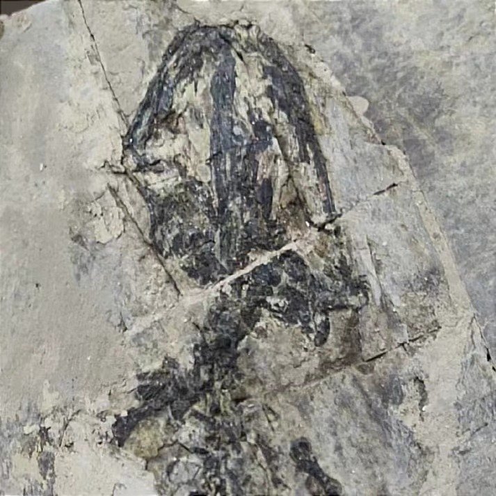 Kivettynyt eläin - Exquisite and true salamandridae fossil -Marmorerpeton-Jurassic - 28 cm - 16 cm (Ei pohjahintaa) #2.1