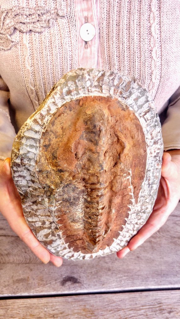 Trilobit - Fossiliserat djur - Cambropallas - 23 cm - 16 cm #2.1
