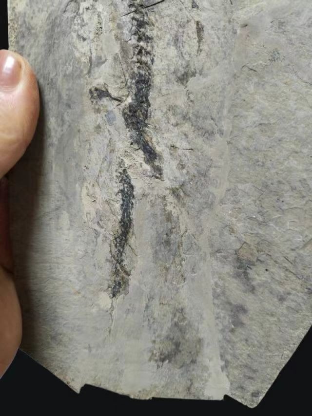 Kivettynyt eläin - Exquisite and true salamandridae fossil -Marmorerpeton-Jurassic - 28 cm - 16 cm (Ei pohjahintaa) #3.2