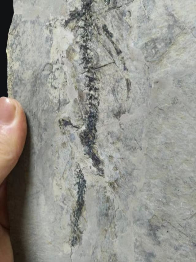 Kivettynyt eläin - Exquisite and true salamandridae fossil -Marmorerpeton-Jurassic - 28 cm - 16 cm (Ei pohjahintaa) #4.3