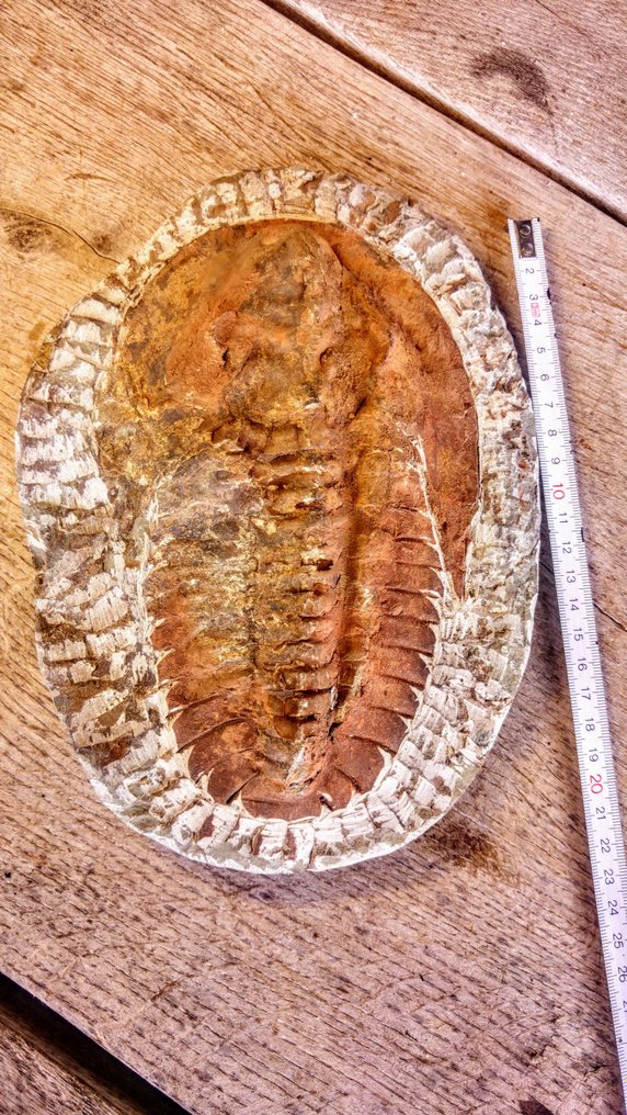 Trilobite - Fosszilizálódott állat - Cambropallas - 23 cm - 16 cm #3.1
