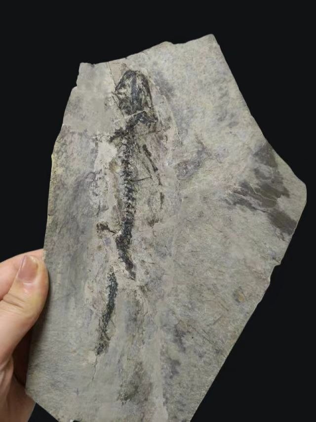 Kivettynyt eläin - Exquisite and true salamandridae fossil -Marmorerpeton-Jurassic - 28 cm - 16 cm (Ei pohjahintaa) #1.0