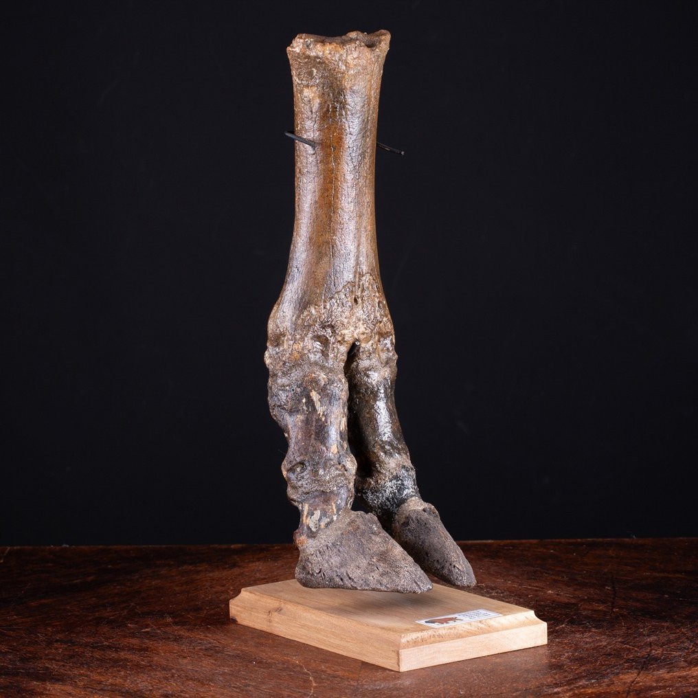 Steppenbison, auch bekannt als Wisent - Fossiler Knochen - Bison priscus - 40 cm #1.2