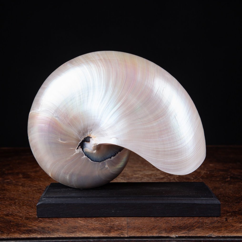 Nautilus chambré en nacre sur piédestal personnalisé - Coquillage marin - Nautilus Pompilius - 159 x 181 x 96 mm #1.2