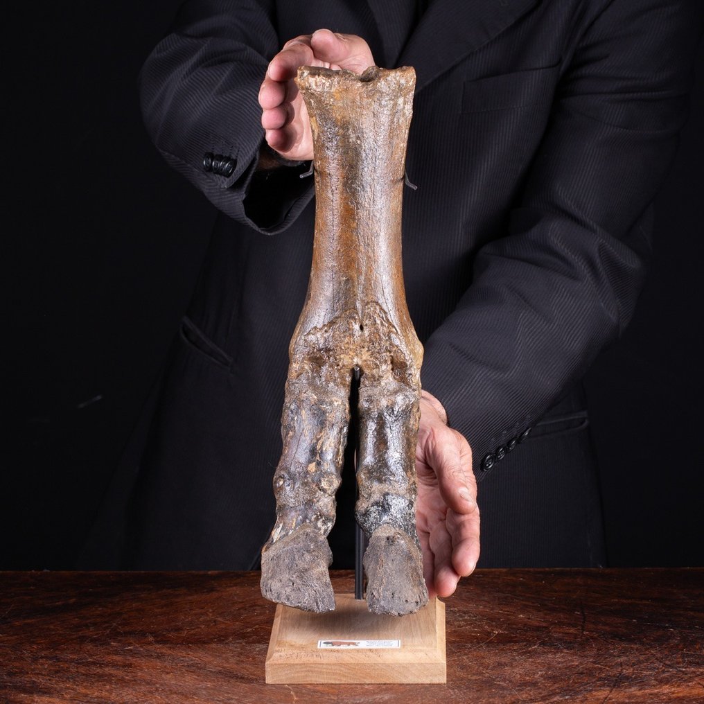 Steppenbison, auch bekannt als Wisent - Fossiler Knochen - Bison priscus - 40 cm #1.1