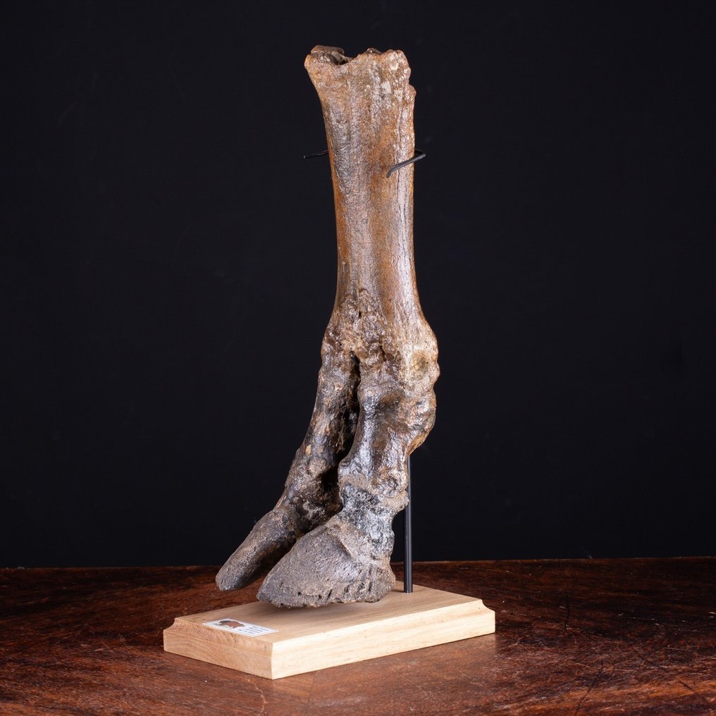 Steppenbison, auch bekannt als Wisent - Fossiler Knochen - Bison priscus - 40 cm #2.1
