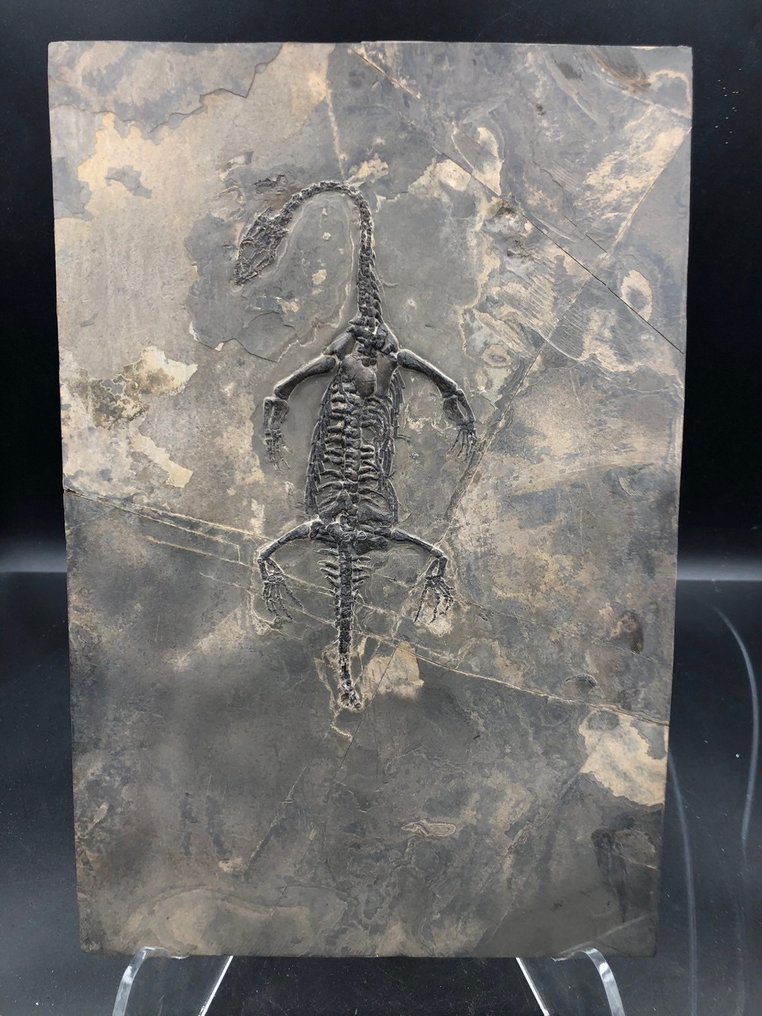 海洋爬行動物 - Fossil matrix - Keichousaurus sp. - 30 cm - 20 cm #1.2