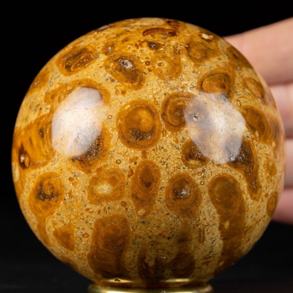 Gömb az agatizált fosszilis korallban - Fosszilis mátrix - 77.5 mm #1.1