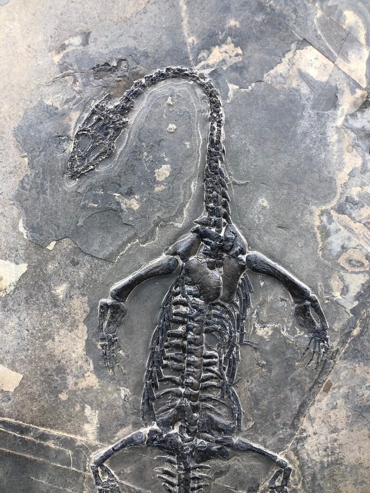 海洋爬行動物 - Fossil matrix - Keichousaurus sp. - 30 cm - 20 cm #1.1