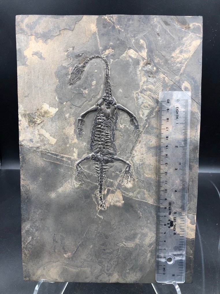 海洋爬行動物 - Fossil matrix - Keichousaurus sp. - 30 cm - 20 cm #2.1