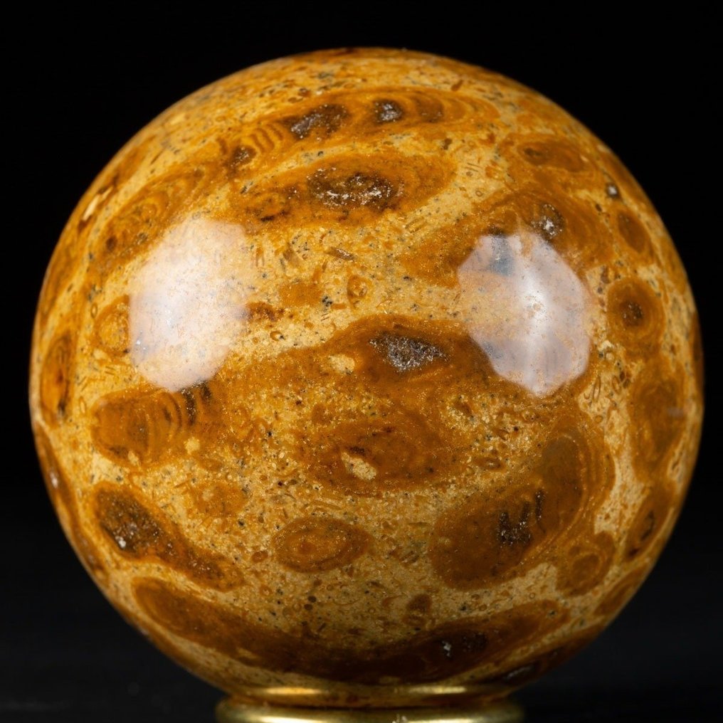 Pallo agatisoidussa fossiilisessa korallissa - Fossiilinen matriisi - 77.5 mm #2.1