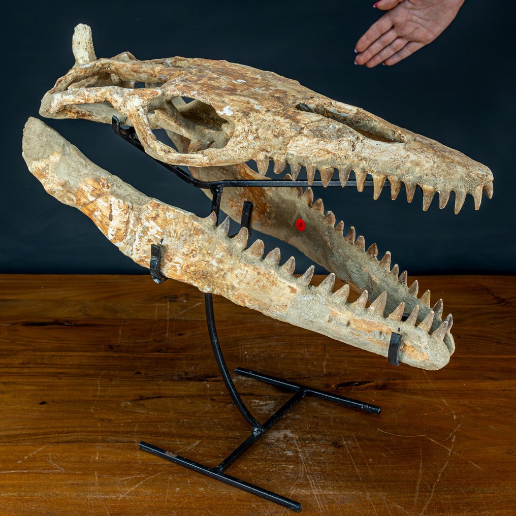 Very Rare Natural Fossil Skull of a Real Mosasaurus on Metal Base - 4194.55 ct- 5144.26 g #1.1