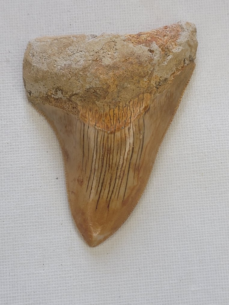 Megalodon - Fossiler Zahn - 8 cm - 5.7 cm #1.1