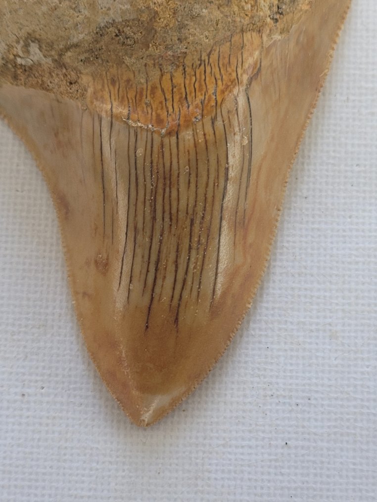 Mégalodon - Dent fossile - 8 cm - 5.7 cm #1.2