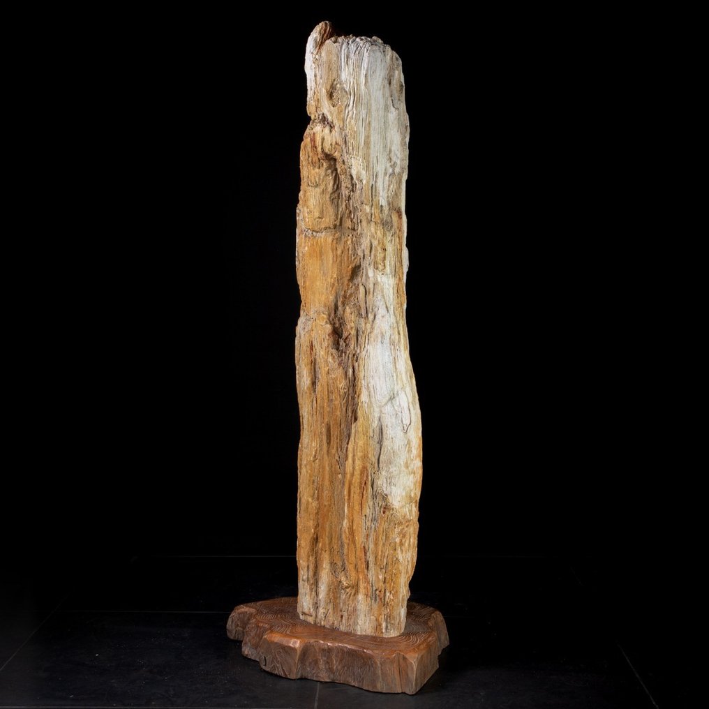 Fossiler Holzstamm - Dipterocarpus sp. - Fossiles Fragment - 116 cm - 25 cm #1.2