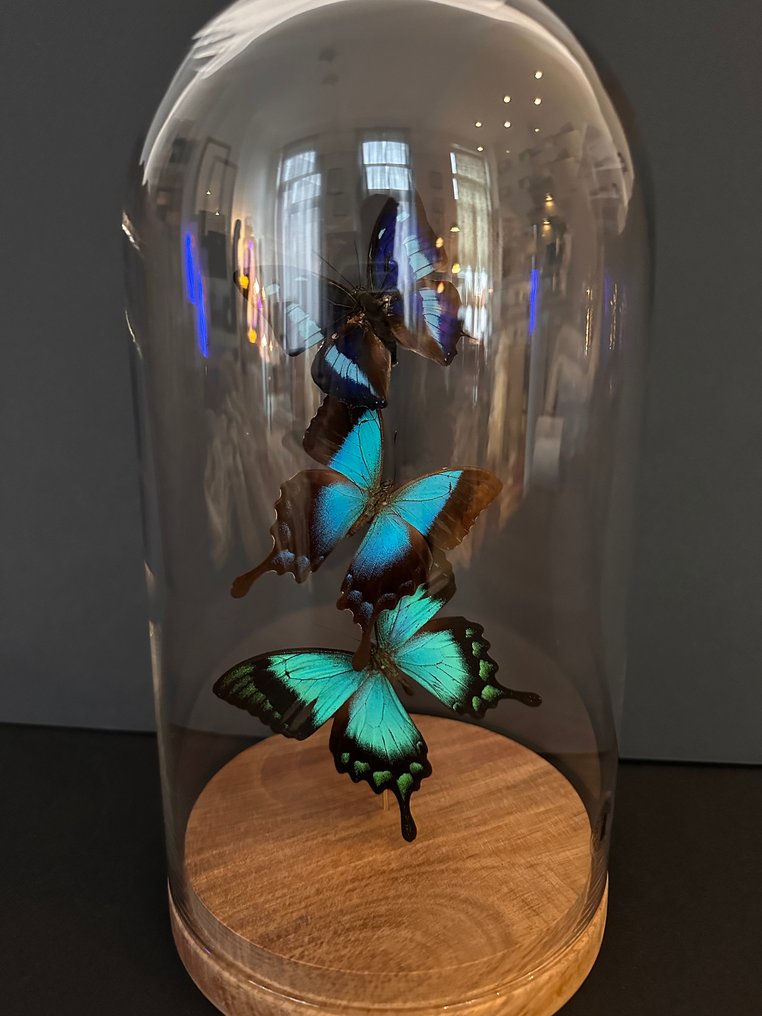 Πεταλούδα Βάση ταρίχευσης ολόκληρου σώματος - Envolée de 3 Papillons Exotiques Cyanea blue form- Péricles-Albertisi sous globe - 27 cm - 14 cm - 14 cm - Είδη που δεν ανήκουν στο CITES - 1 #1.2