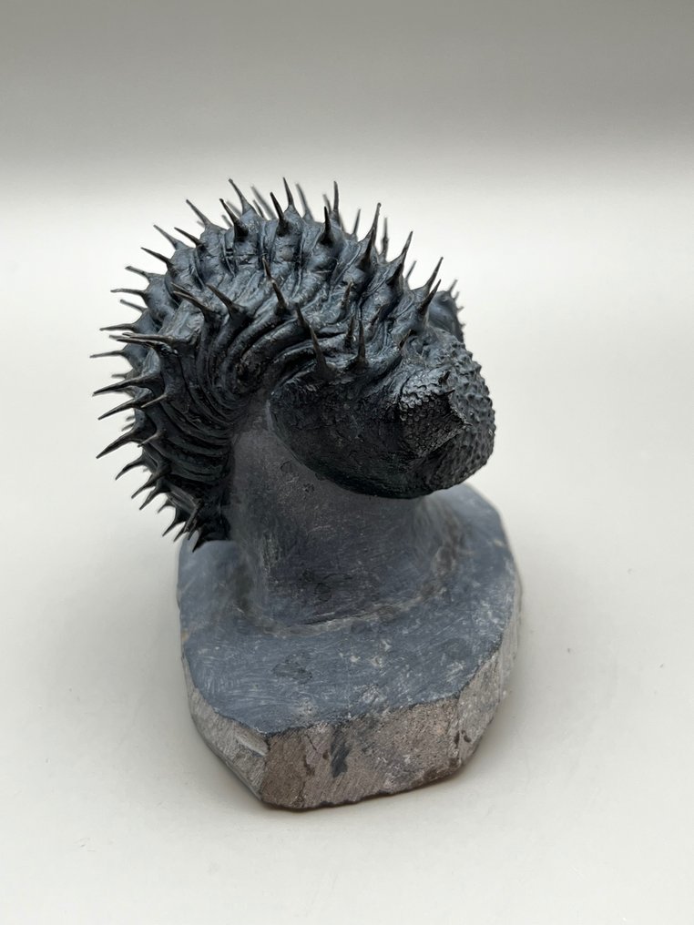 Trilobite espinoso - Matriz fósil - Drotops armatus - 8 cm - 9 cm #1.2