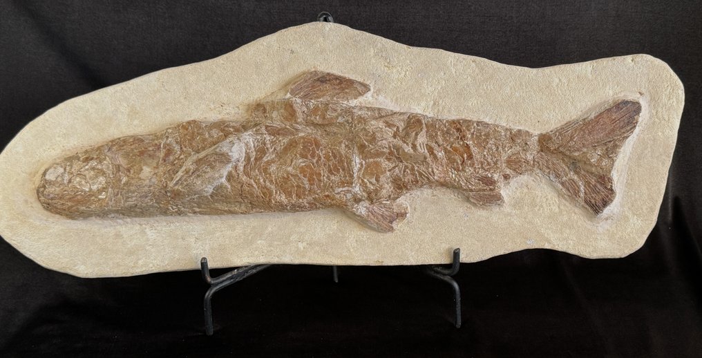 史前Eubidectes鱼。在母矩阵上以 3 维形式 - 化石板块基质 - Eubidectes - 59 cm - 21 cm #1.1