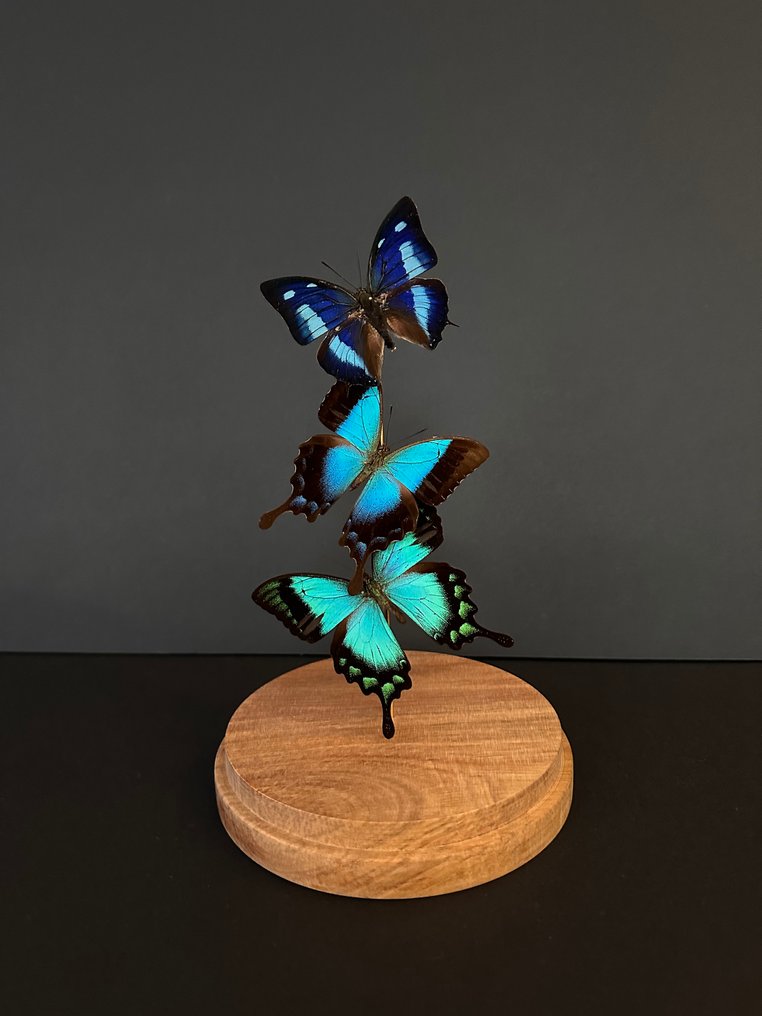 Πεταλούδα Βάση ταρίχευσης ολόκληρου σώματος - Envolée de 3 Papillons Exotiques Cyanea blue form- Péricles-Albertisi sous globe - 27 cm - 14 cm - 14 cm - Είδη που δεν ανήκουν στο CITES - 1 #2.1