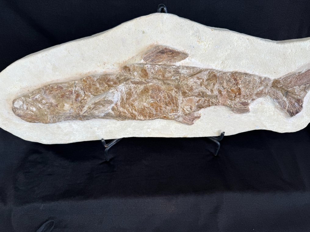 史前Eubidectes鱼。在母矩阵上以 3 维形式 - 化石板块基质 - Eubidectes - 59 cm - 21 cm #3.1