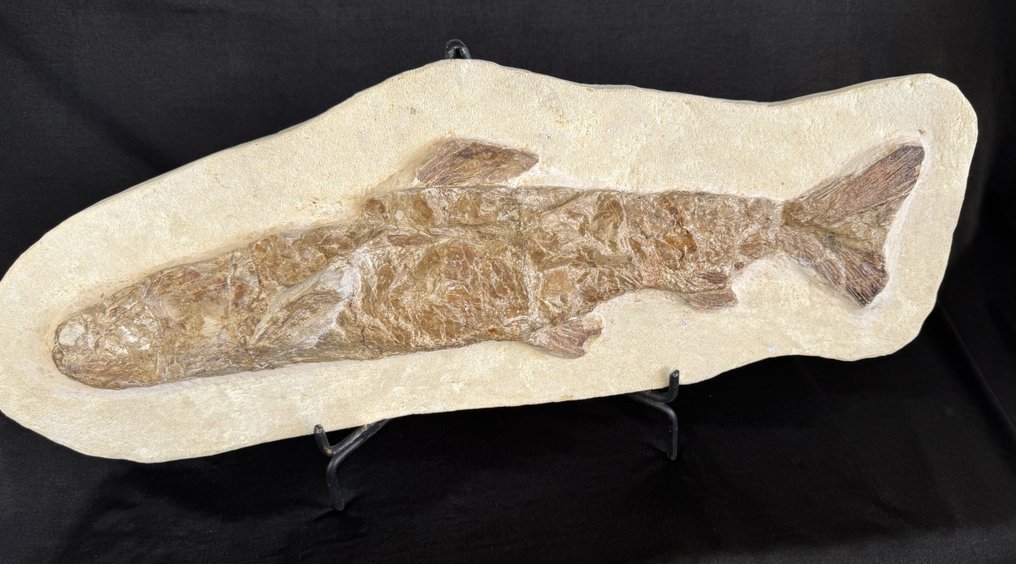 史前Eubidectes鱼。在母矩阵上以 3 维形式 - 化石板块基质 - Eubidectes - 59 cm - 21 cm #2.1