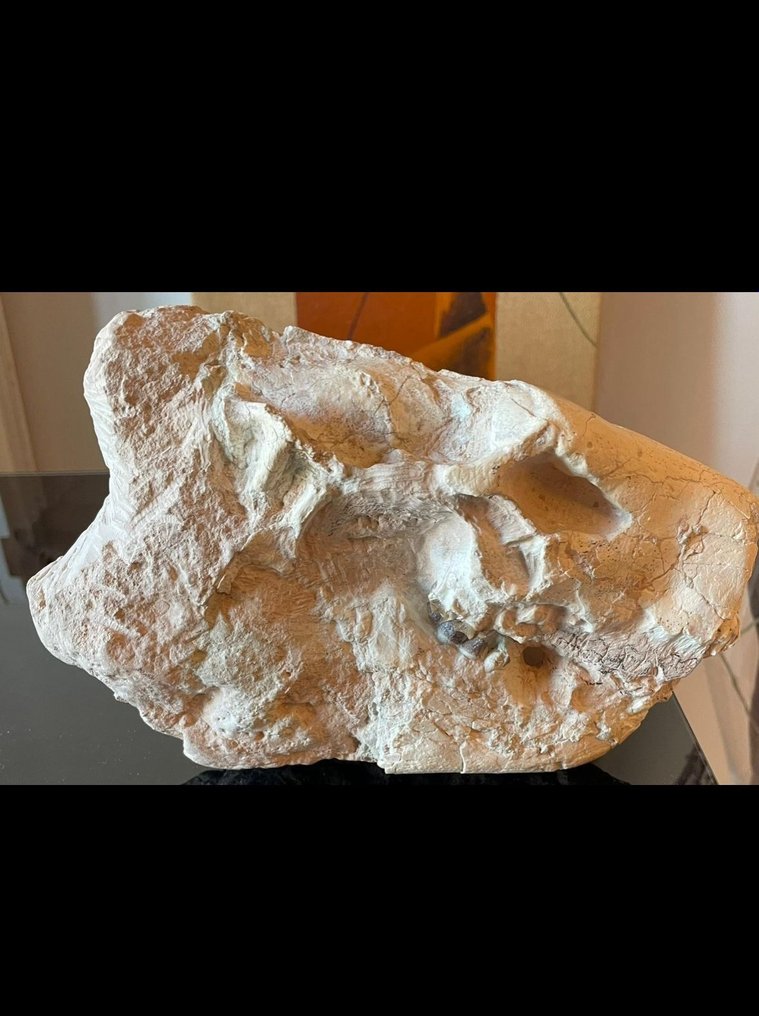 Skamieniała czaszka - Merycoidodon - 16 cm - 25 cm #2.1
