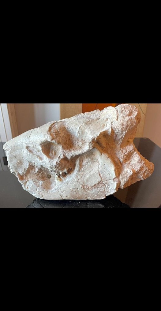 Skamieniała czaszka - Merycoidodon - 16 cm - 25 cm #1.1