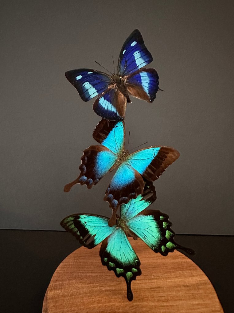 Πεταλούδα Βάση ταρίχευσης ολόκληρου σώματος - Envolée de 3 Papillons Exotiques Cyanea blue form- Péricles-Albertisi sous globe - 27 cm - 14 cm - 14 cm - Είδη που δεν ανήκουν στο CITES - 1 #1.1