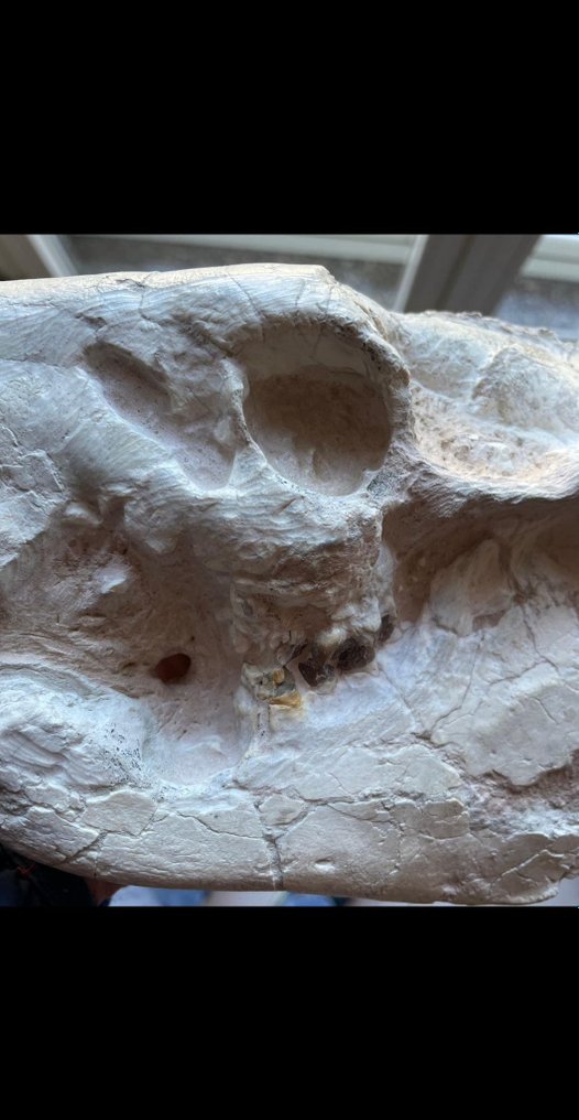 Skamieniała czaszka - Merycoidodon - 16 cm - 25 cm #1.2