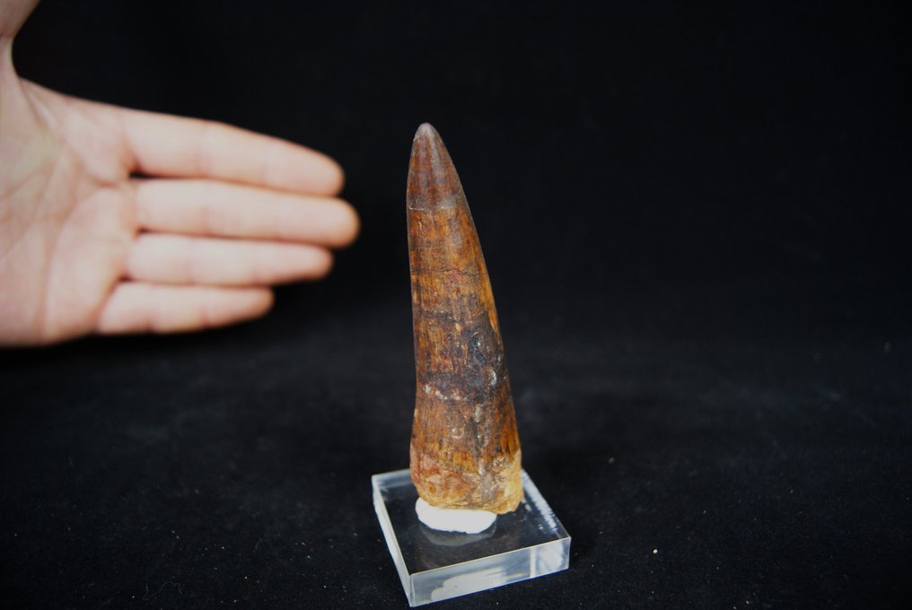 Dinosaurier - Fossiler Zahn - Spinosaurio aegyptiacus - 9.6 cm  (Ohne Mindestpreis) #3.1