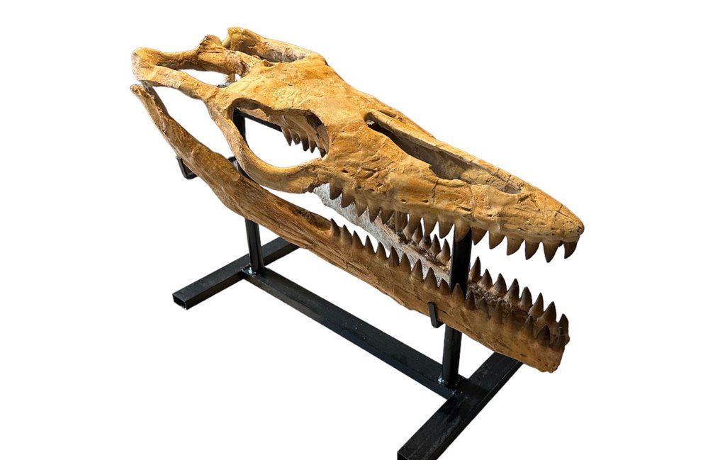 Mosasauro - Cranio fossile - Mosasaurus sp. - 75 cm - 26 cm #2.1