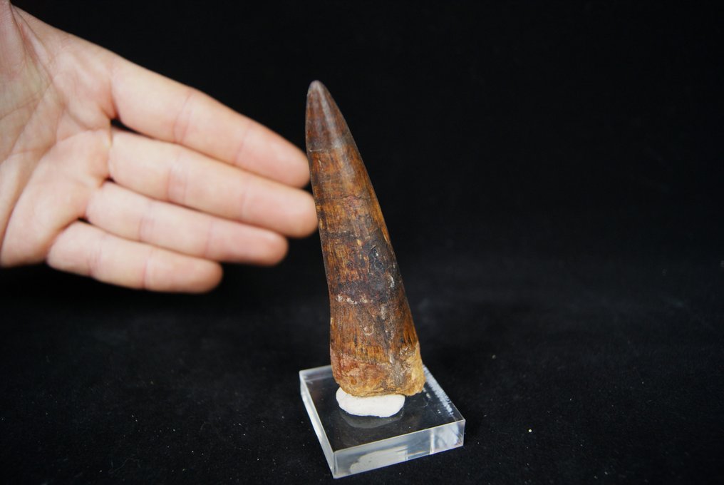 Dinosaurier - Fossiler Zahn - Spinosaurio aegyptiacus - 9.6 cm  (Ohne Mindestpreis) #3.2