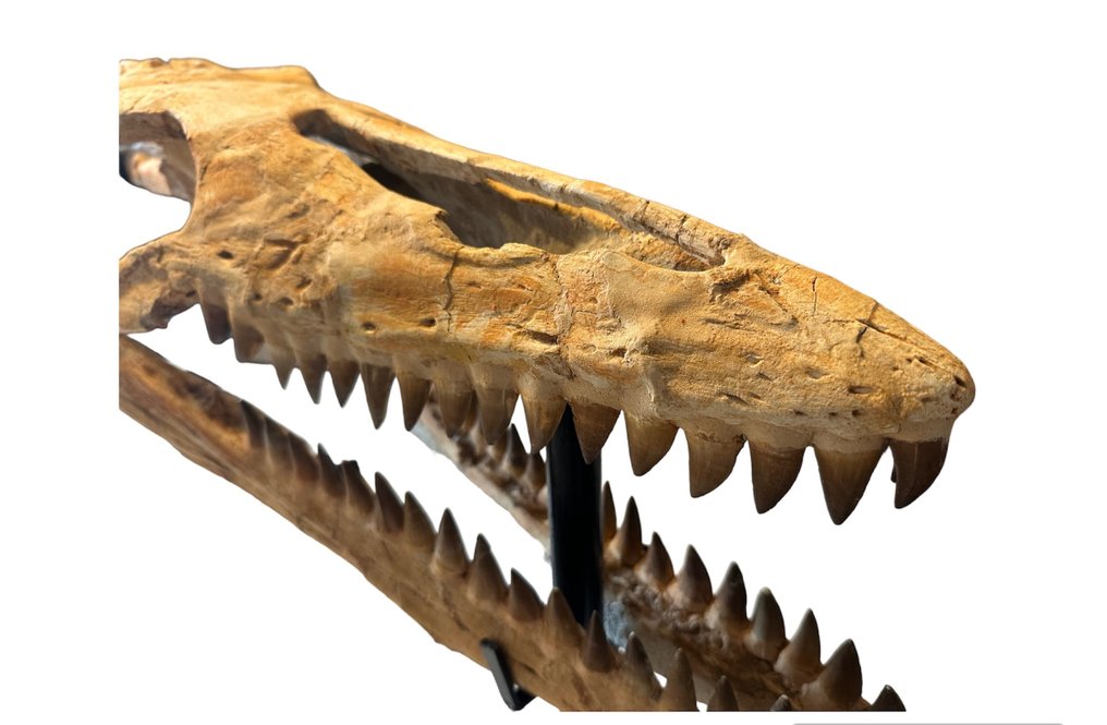 Mosassauro - Crânio fóssil - Mosasaurus sp. - 75 cm - 26 cm #3.3