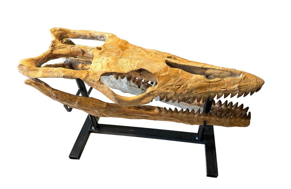 Mosasaurier - Fossiler Schädel - Mosasaurus sp. - 75 cm - 26 cm #3.2