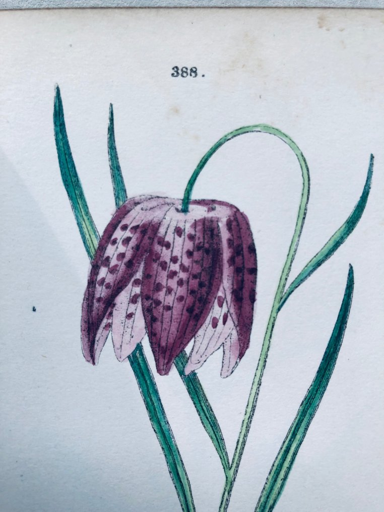 J.C. Weber - Die Alpen-Pflanzen Deutschlands und der Schweiz - 1880 #1.2