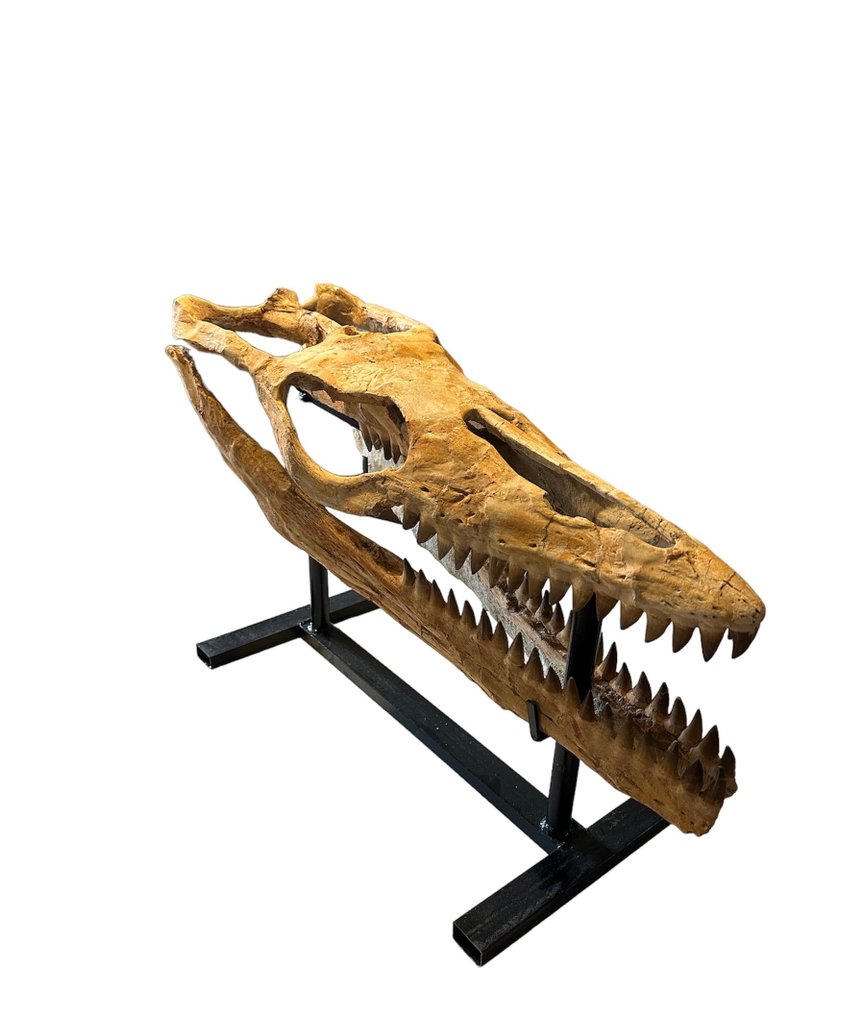 Mosasaurier - Fossiler Schädel - Mosasaurus sp. - 75 cm - 26 cm #1.1