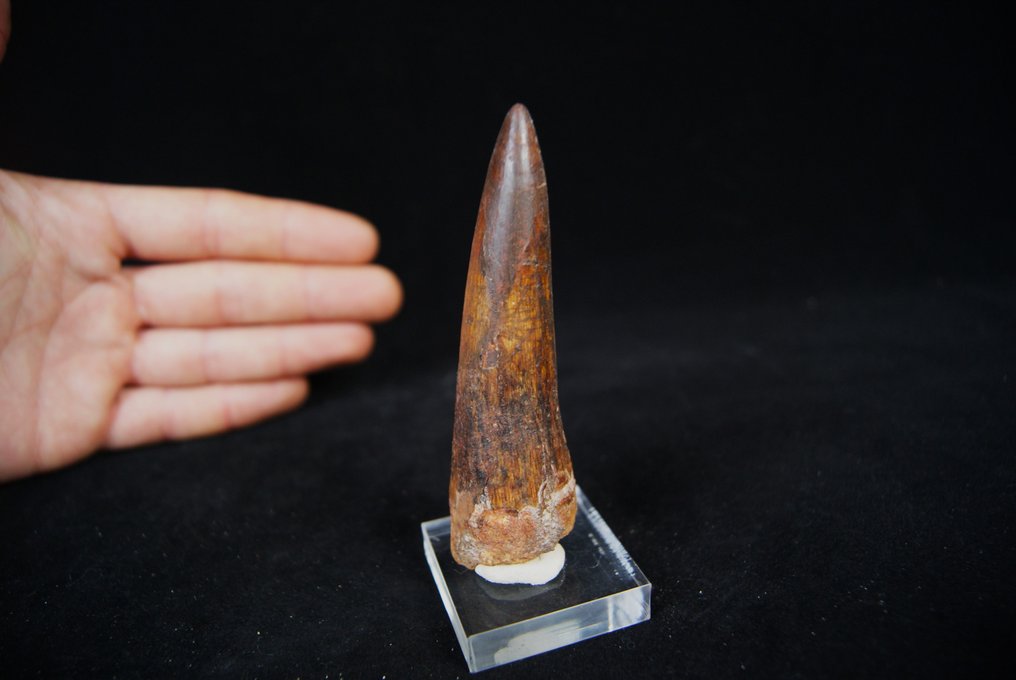 Dinosaurier - Fossiler Zahn - Spinosaurio aegyptiacus - 9.6 cm  (Ohne Mindestpreis) #2.2