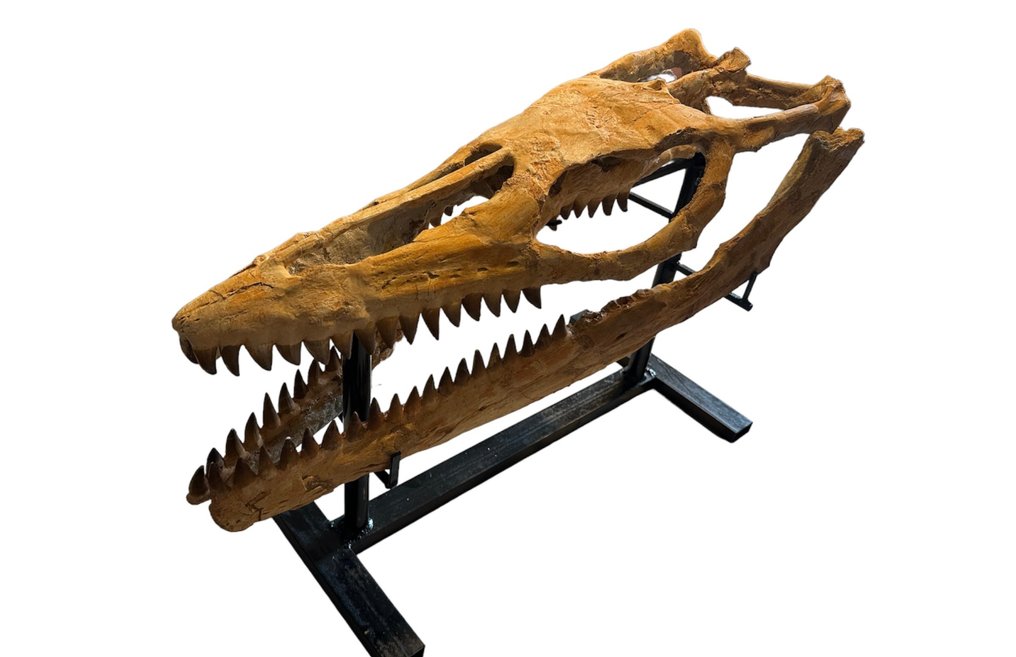 Mosassauro - Crânio fóssil - Mosasaurus sp. - 75 cm - 26 cm #1.3