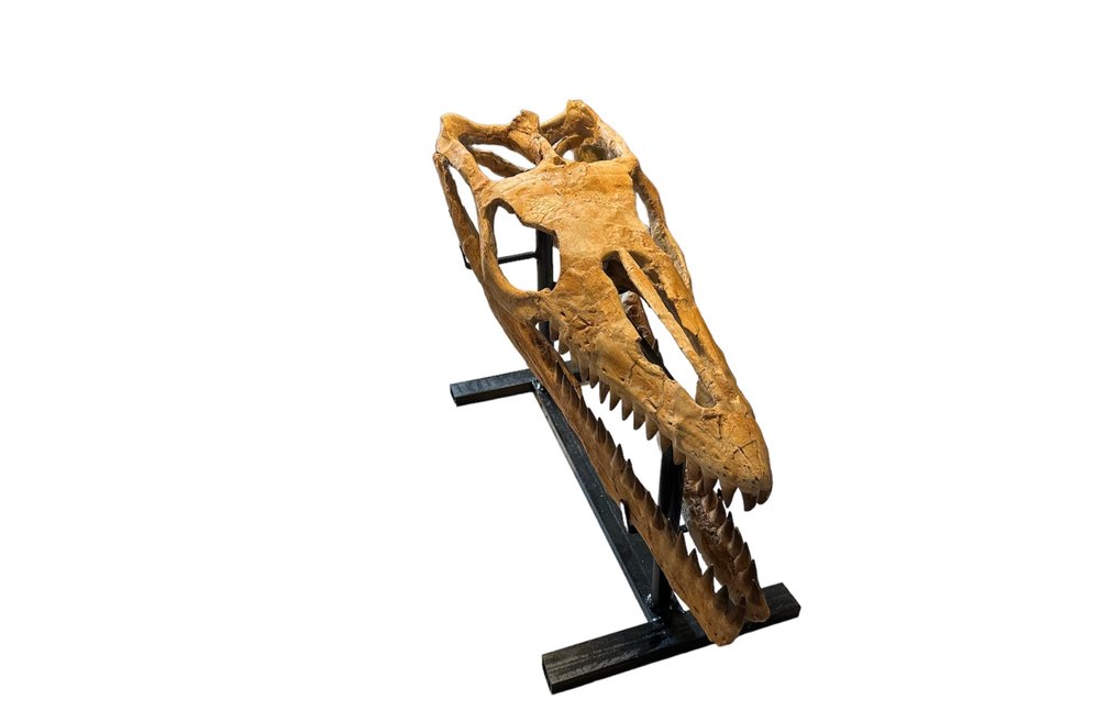 Mosasaurier - Fossiler Schädel - Mosasaurus sp. - 75 cm - 26 cm #1.2